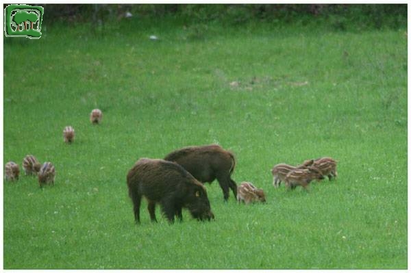 Cinghiale (Sus scrofa) -5:5- 