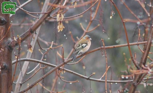 Fringuello (Fringilla coelebs)