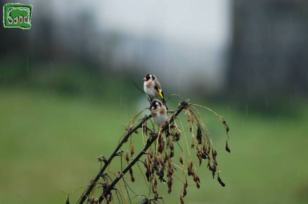 Cardellino (Carduelis Carduelis)