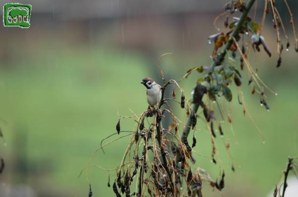 Passera mattuggia (Passer montanus)