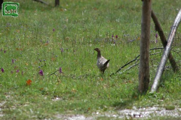 Fagiano comune (Phasianus colchicus)