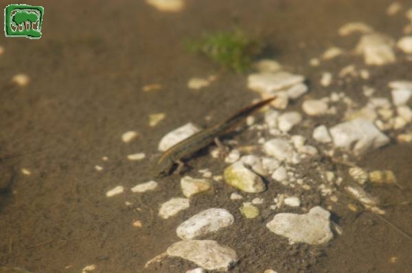 Tritone crestato (Triturus carnifex)[2:2- 