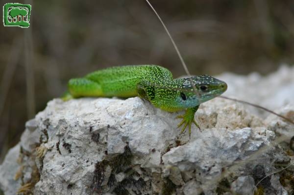Ramarro (Lacerta viridis)