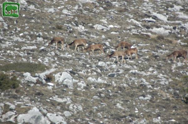 Cervo (Cervus elaphus)  -3:7- 