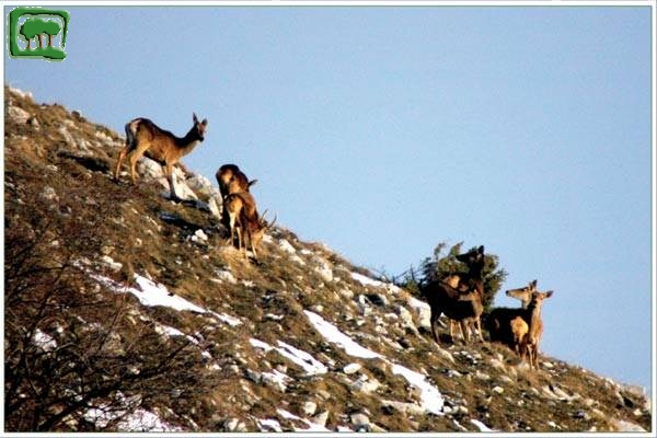 Cervo (Cervus elaphus)  -6:7- 
