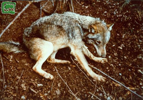 Lupo (Canis lupus)