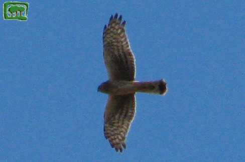 Albanella reale  (Circus cyaneus))