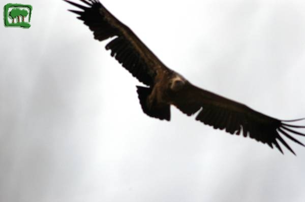 Grifone (Gyps fulvus) -1:3- 