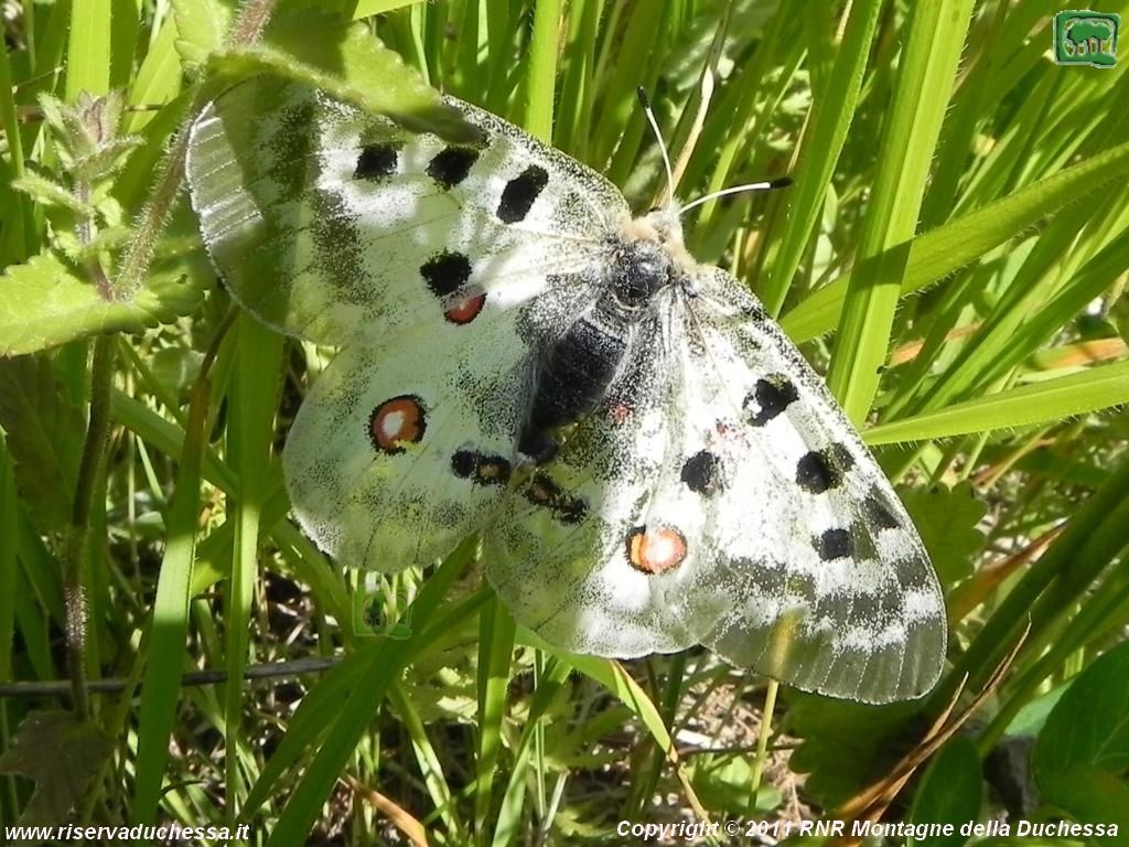 Parnassius apollo