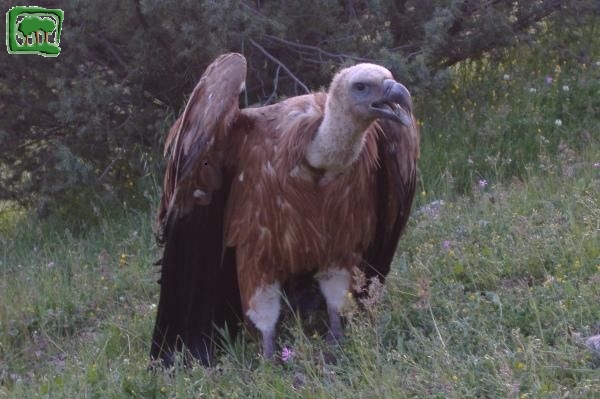 Grifone (Gyps fulvus) -3:3- 