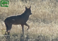 Foto lupo