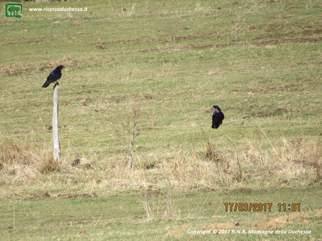 Foto Corvo imperiale (Corvus corax)