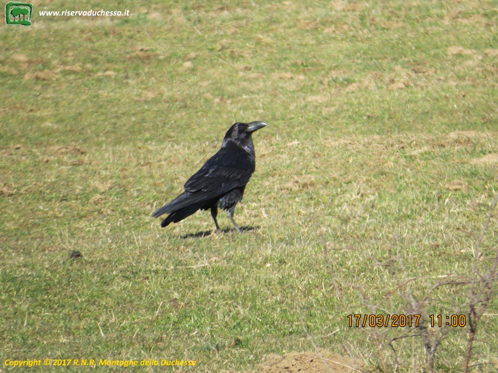 Foto Corvo imperiale (Corvus corax)