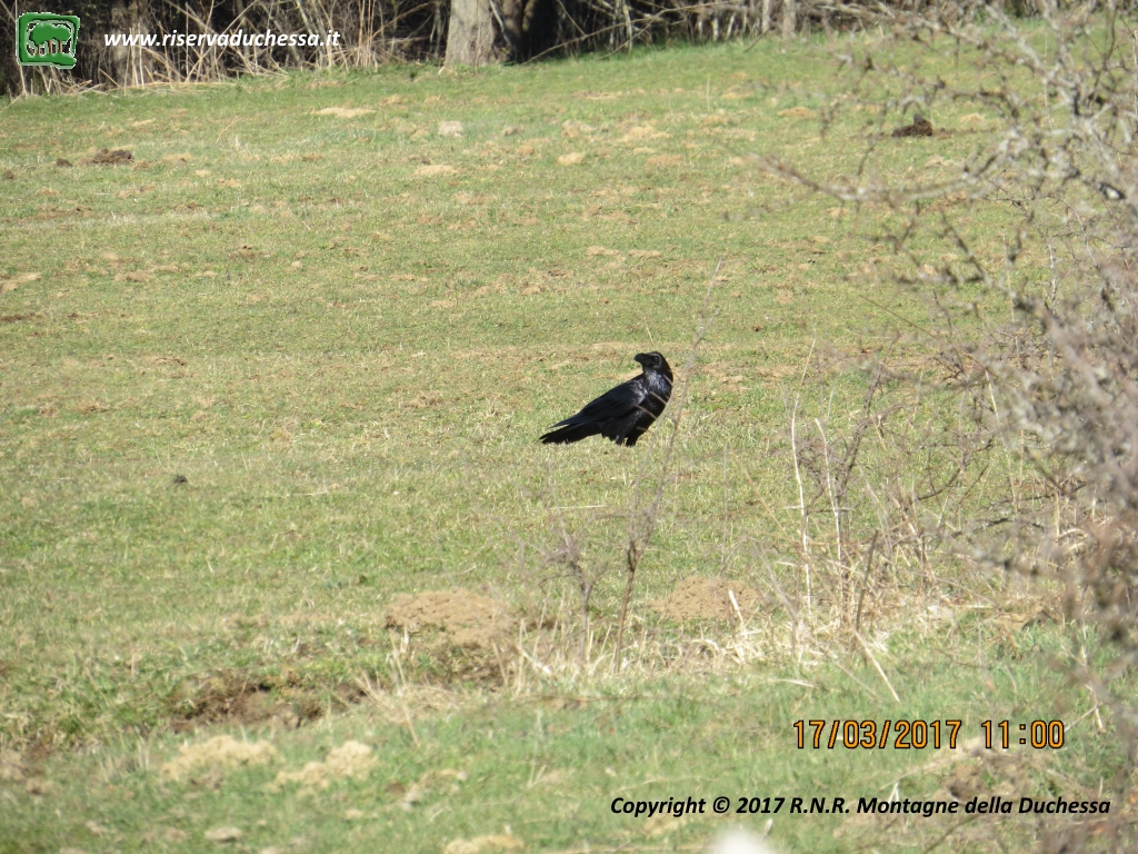 Foto Corvo imperiale (Corvus corax)
