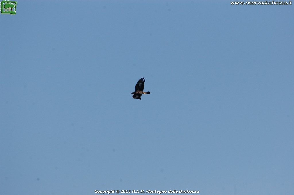 Aquila reale (Aquila chrysaetos Linnaeus, 1758)