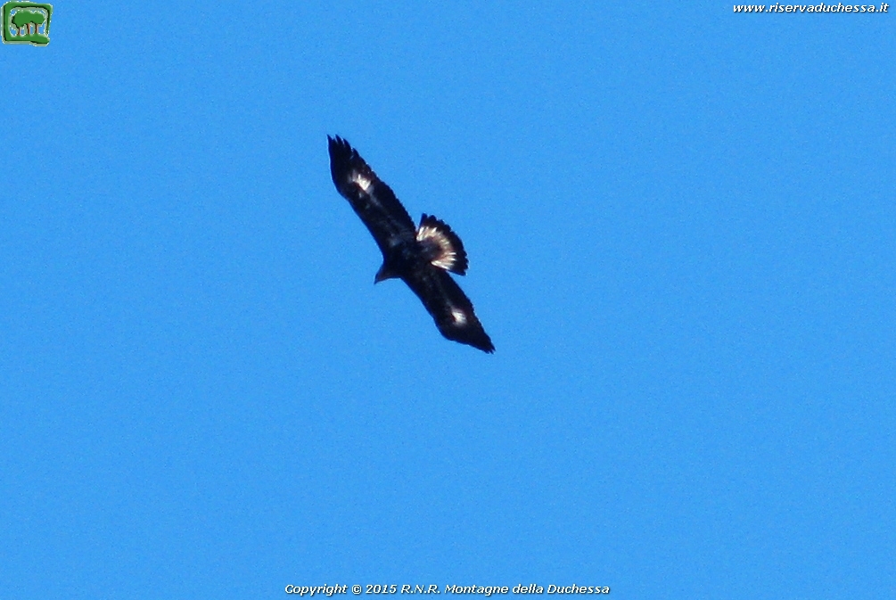 Aquila reale (Aquila chrysaetos Linnaeus, 1758)