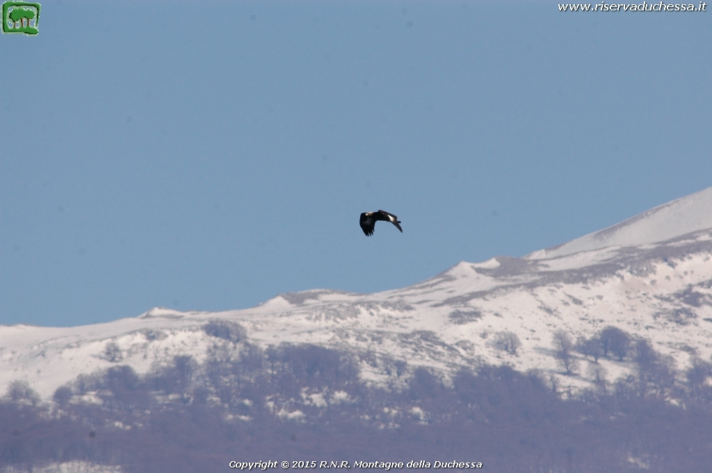 Aquila reale (Aquila chrysaetos Linnaeus, 1758)