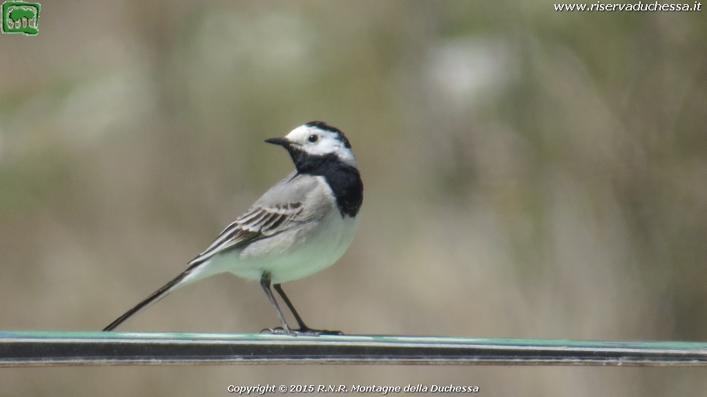 Ballerina bianca (Motacilla alba Linnaeus, 1758)