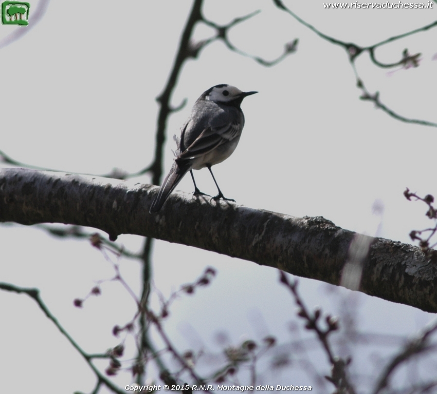 Ballerina bianca (Motacilla alba Linnaeus, 1758)