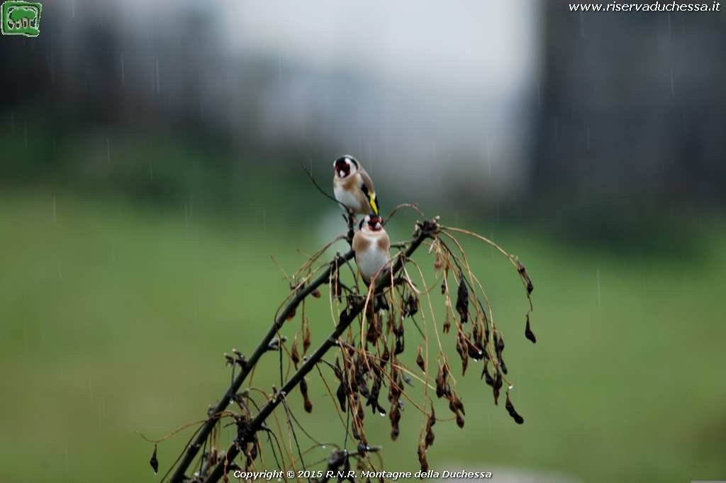 Cardellino (Carduelis carduelis Linnaeus, 1758)