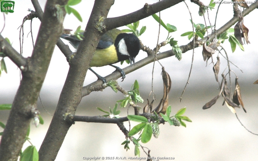 Cincia allegra (Parus major Linnaeus 1758)