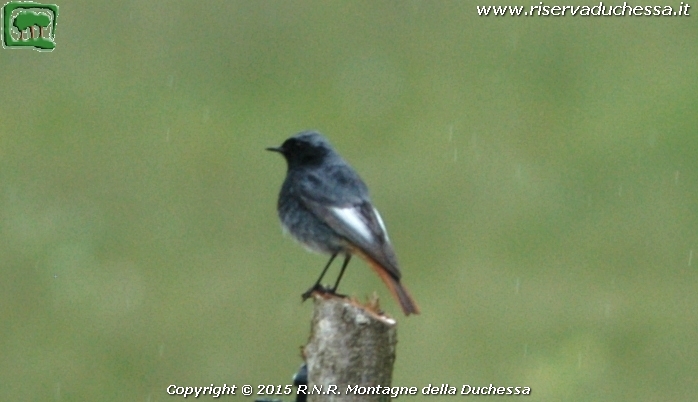 Codirosso spazzacamino (Phoenicurus ochruros S.G.Gmelin, 1774)