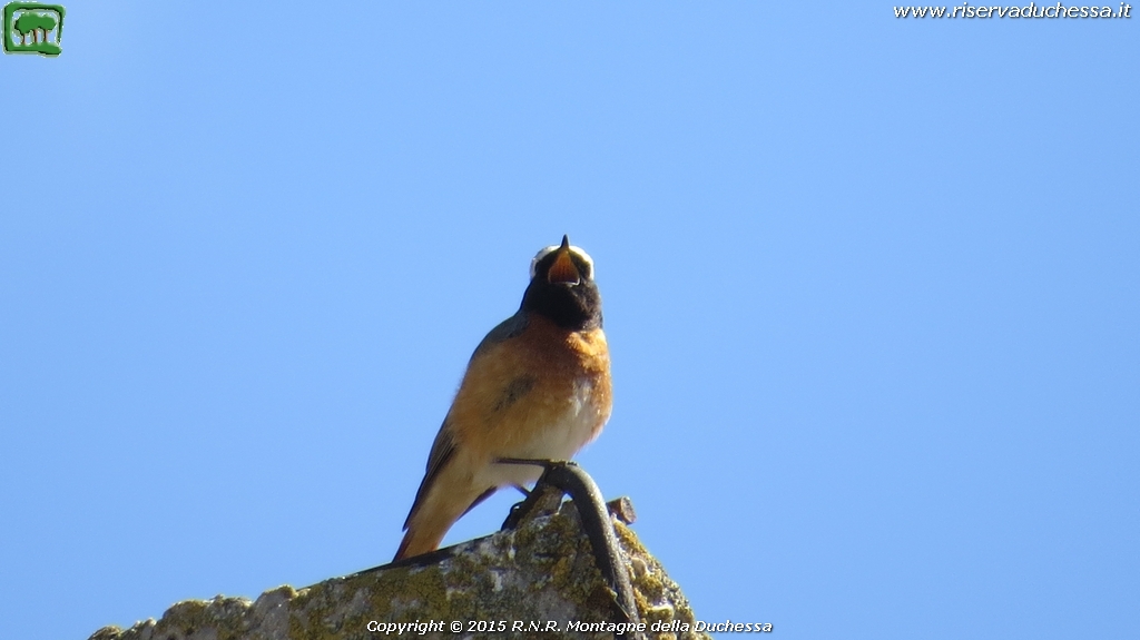Codirosso (Phoenicurus phoenicurus Linnaeus, 1758)