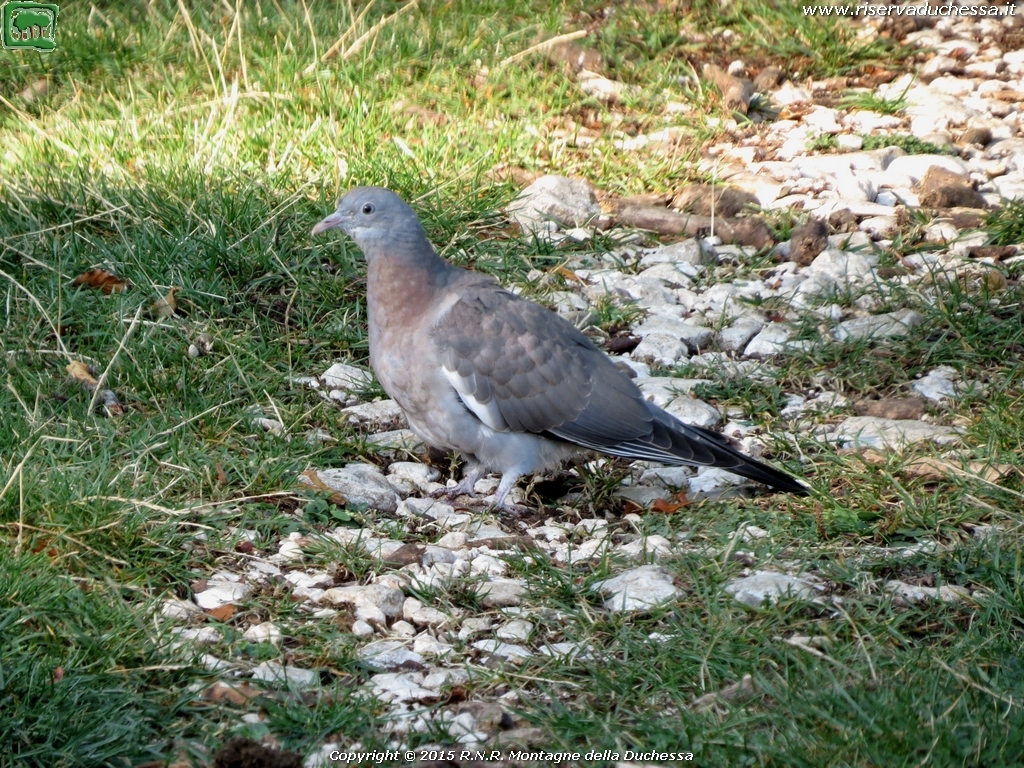 Colombella (Columba oenas Linnaeus 1758)