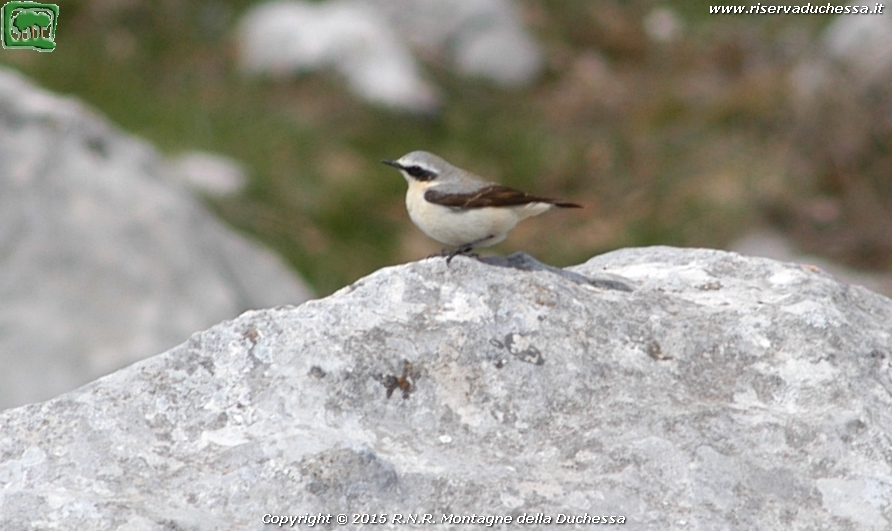 Culbianco (Oenanthe oenanthe Linnaeus, 1758)
