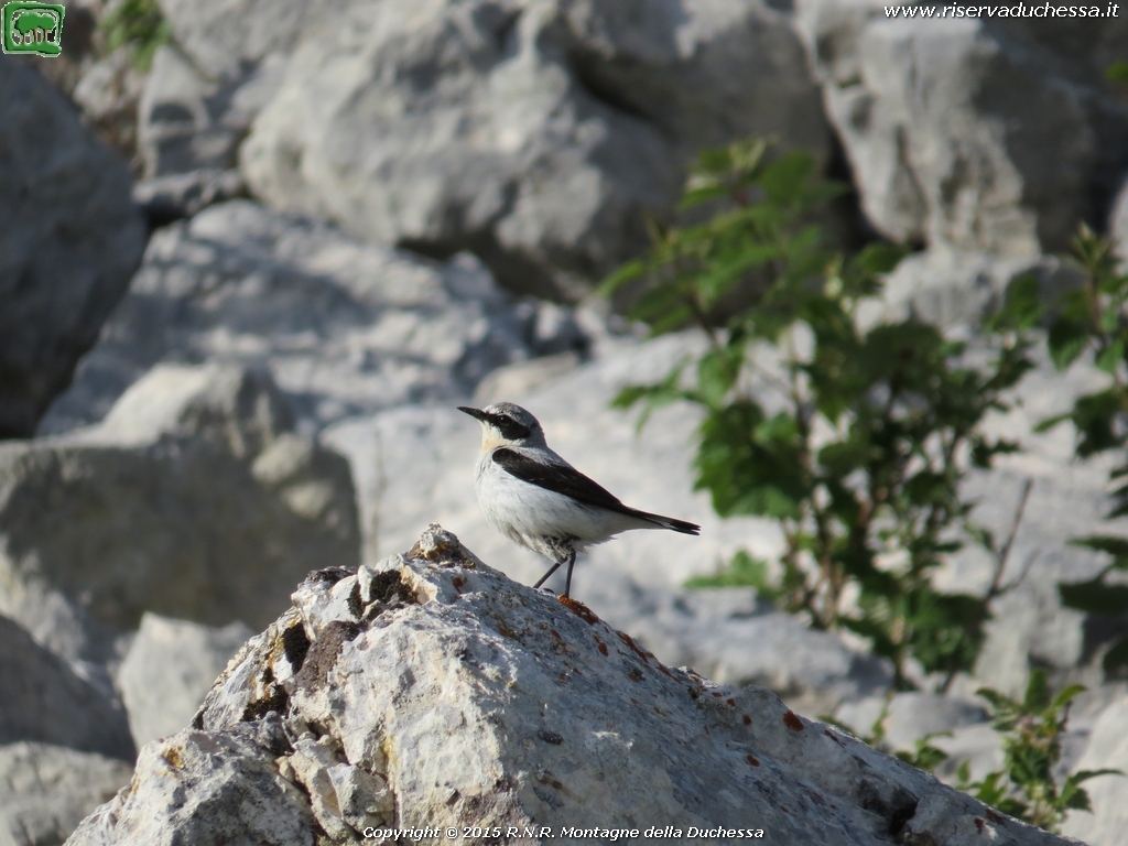 Culbianco (Oenanthe oenanthe Linnaeus, 1758)