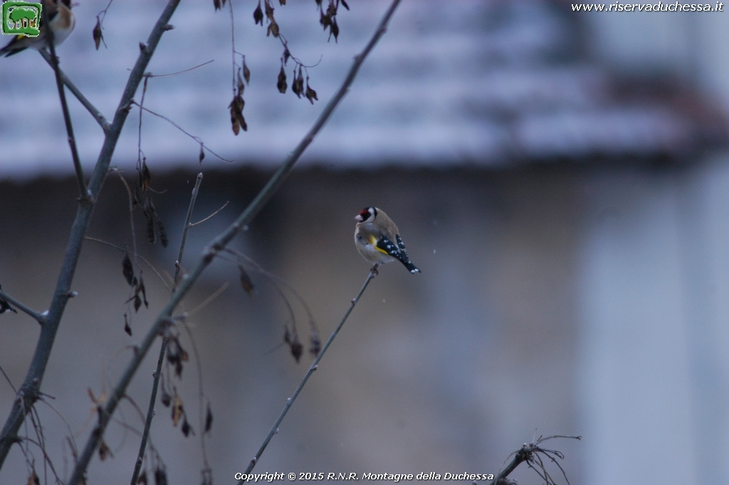Cardellino (Carduelis carduelis Linnaeus, 1758)
