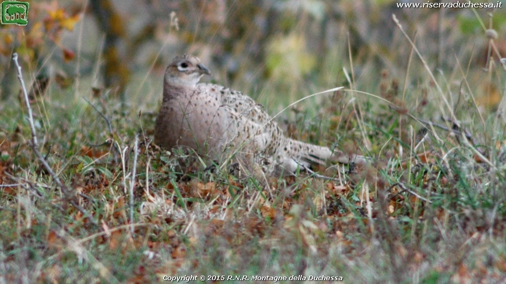 Fagiano (Phasianus colchicus Linnaeus, 1758)