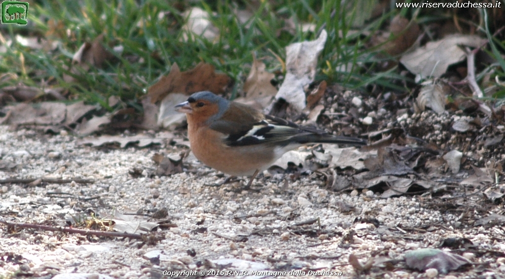 Fringuello (Fringilla coelebs Linnaeus, 1758)