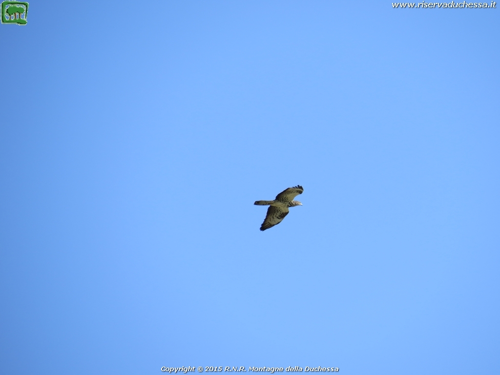 Falco pecchiaiolo (Pernis apivorus Linnaeus, 1758)