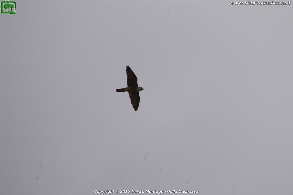 Falco pellegrino (Falco peregrinus Tunstall, 1771)