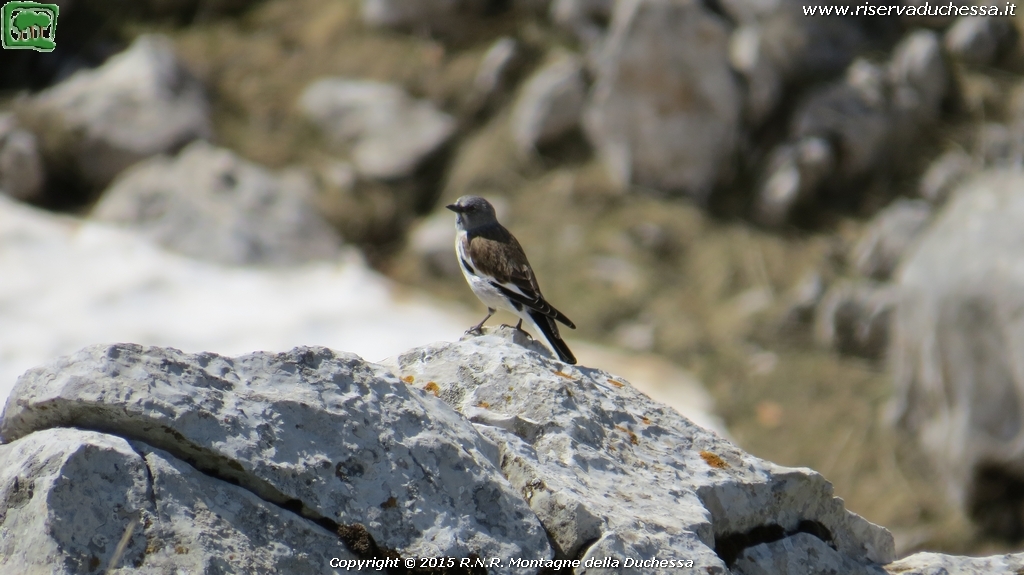 Fringuello alpino (Montifringilla nivalis Linnaeus, 1766)