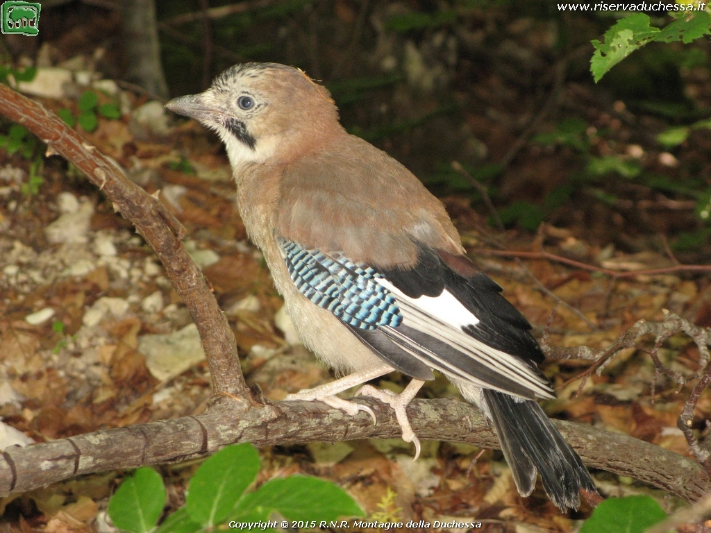 Ghiandaia (Garrulus glandarius Linnaeus, 1758)