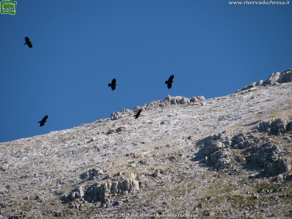 Gracchio corallino (Pyrrhocorax pyrrhocorax Linnaeus, 1758)