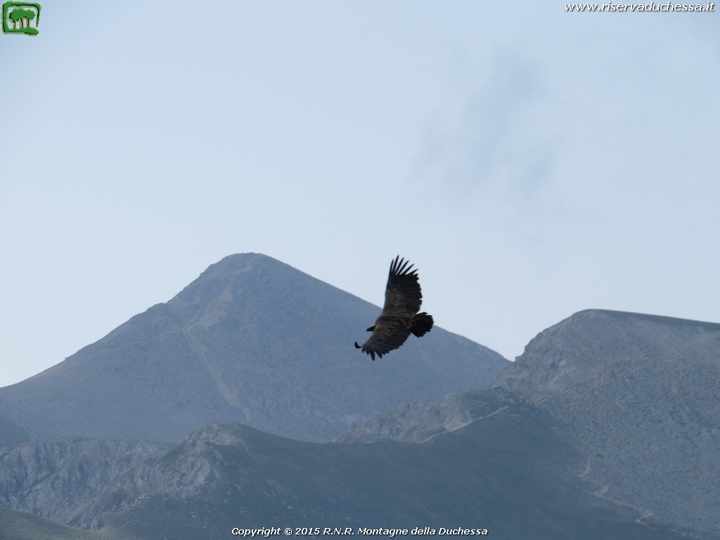 Grifone (Gyps fulvus Linnaeus, 1758)