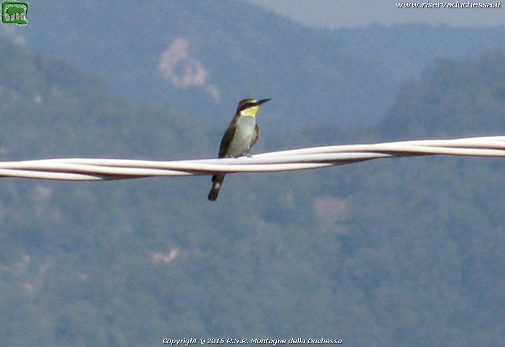 Gruccione (Merops apiaster Linnaeus, 1758)