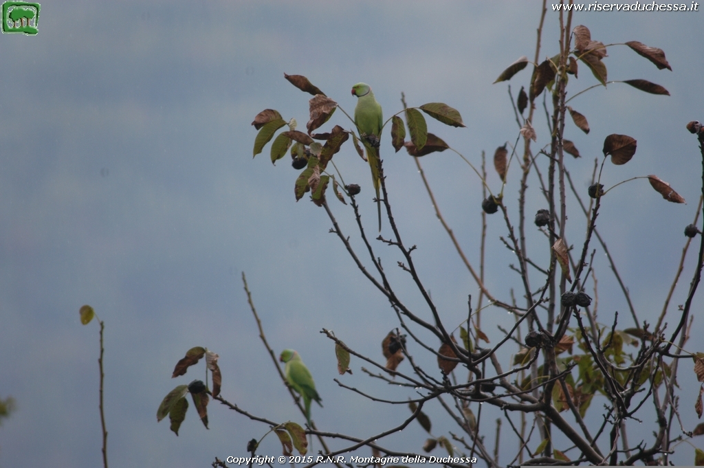 Parrocchetto dal collare (Psittacula krameri)