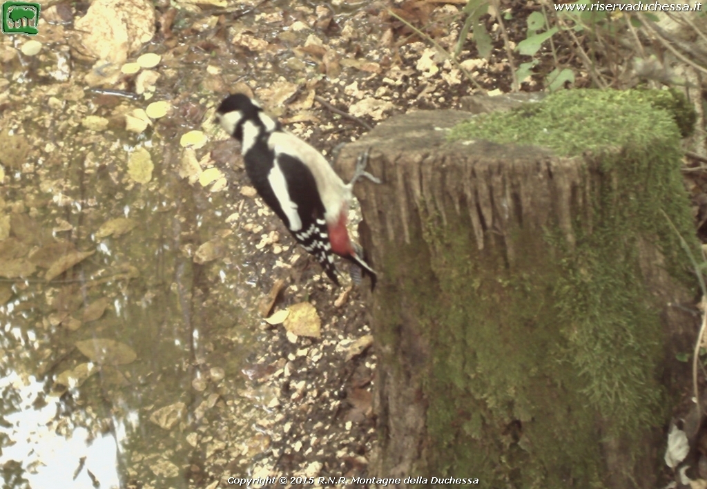 Picchio rosso maggiore (Dendrocopos major Linnaeus, 1758)