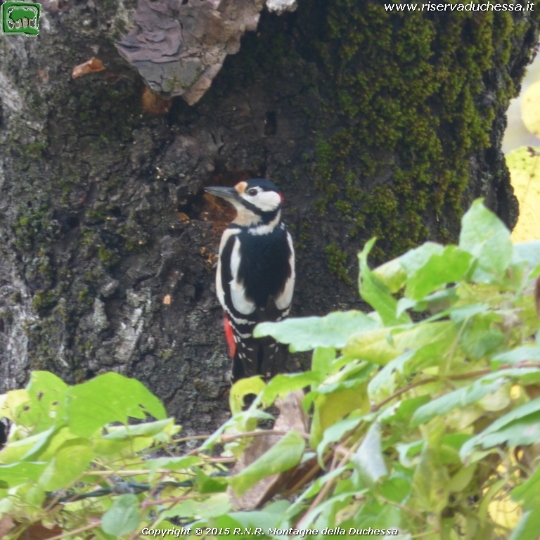 Picchio rosso maggiore (Dendrocopos major Linnaeus, 1758)