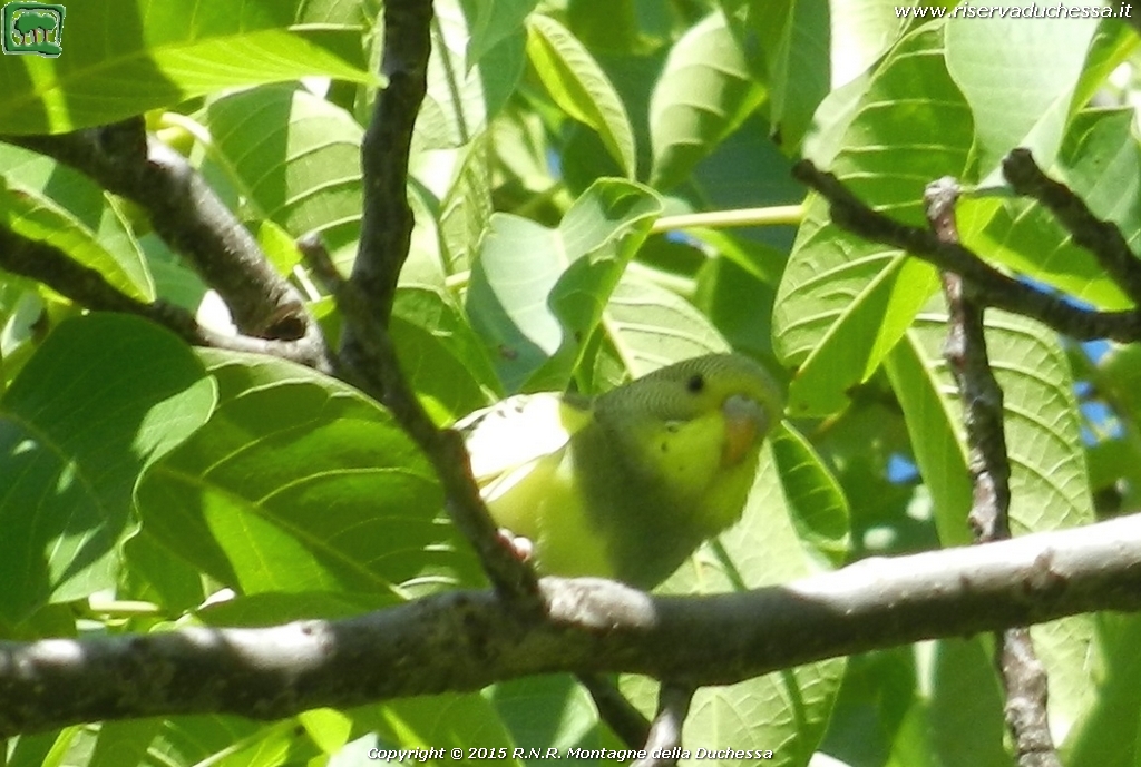 Parrocchetto ondulato (Melopsittacus undulatus Shaw, 1805)
