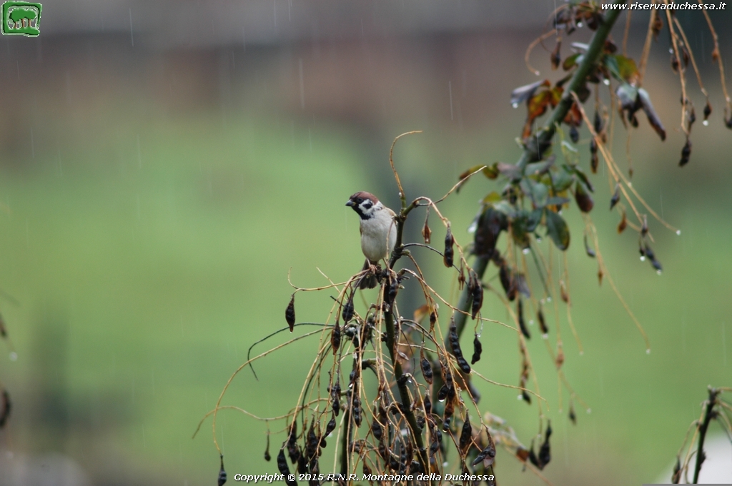 Passera mattuggia (Passer montanus Linnaeus, 1758)