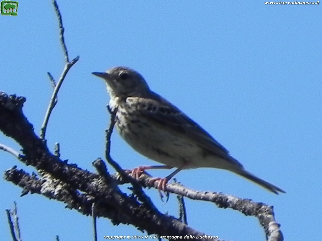 Prispolone (Anthus trivialis Linnaeus, 1758)