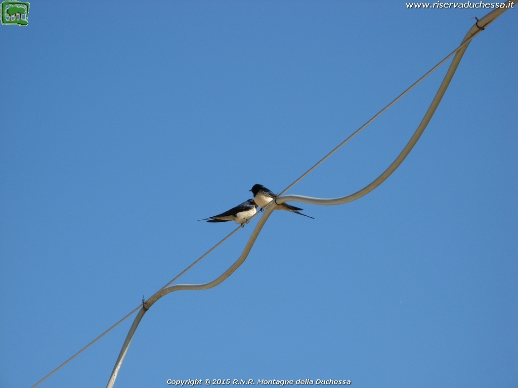 Rondine comune (Hirundo rustica Linnaeus, 1758)
