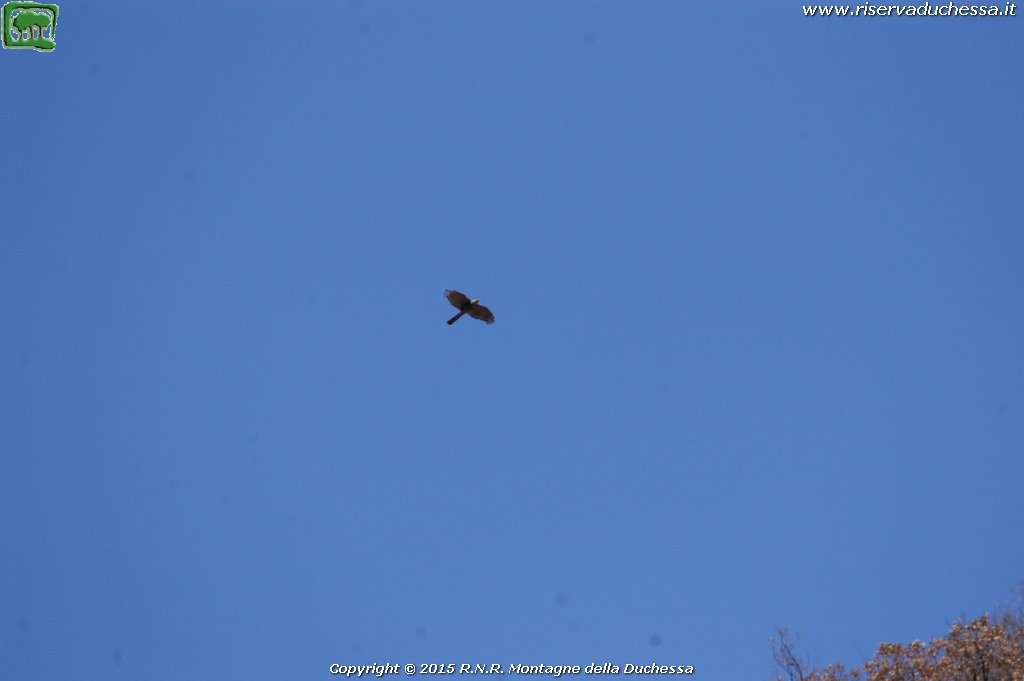Sparviere (Accipiter nisus Linnaeus, 1758)