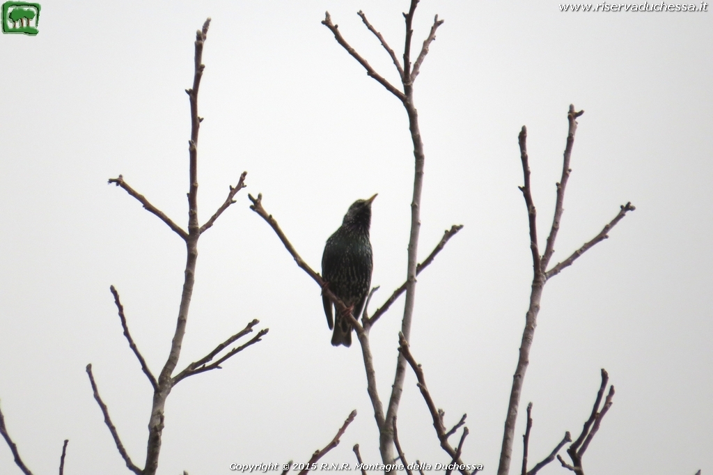 Storno (Sturnus vulgaris Linnaeus, 1758)