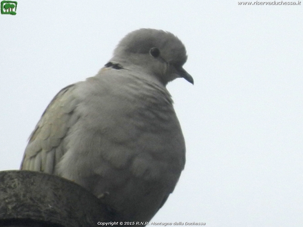 Tortora dal collare (Streptopelia decaocto Frivaldszky, 1838)